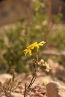 Plancia ëd Senecio glaucus L.