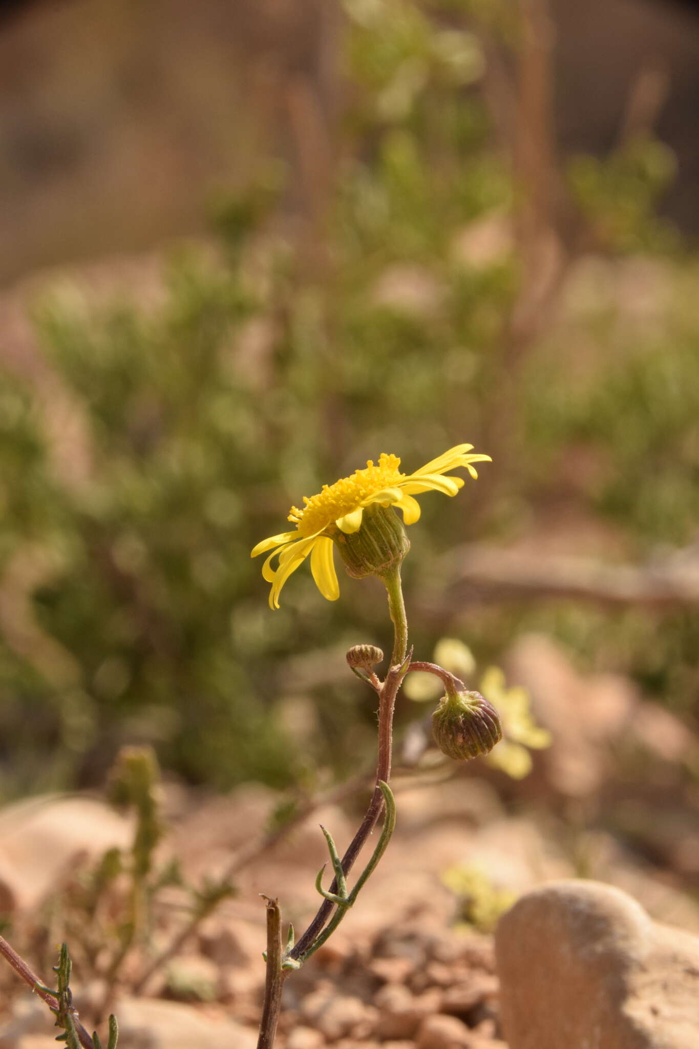 Image of Senecio glaucus L.