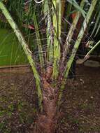 Image of Black palm