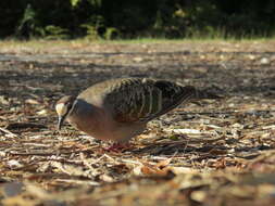 Image of Common Bronzewing