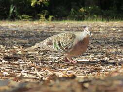 Image of Common Bronzewing