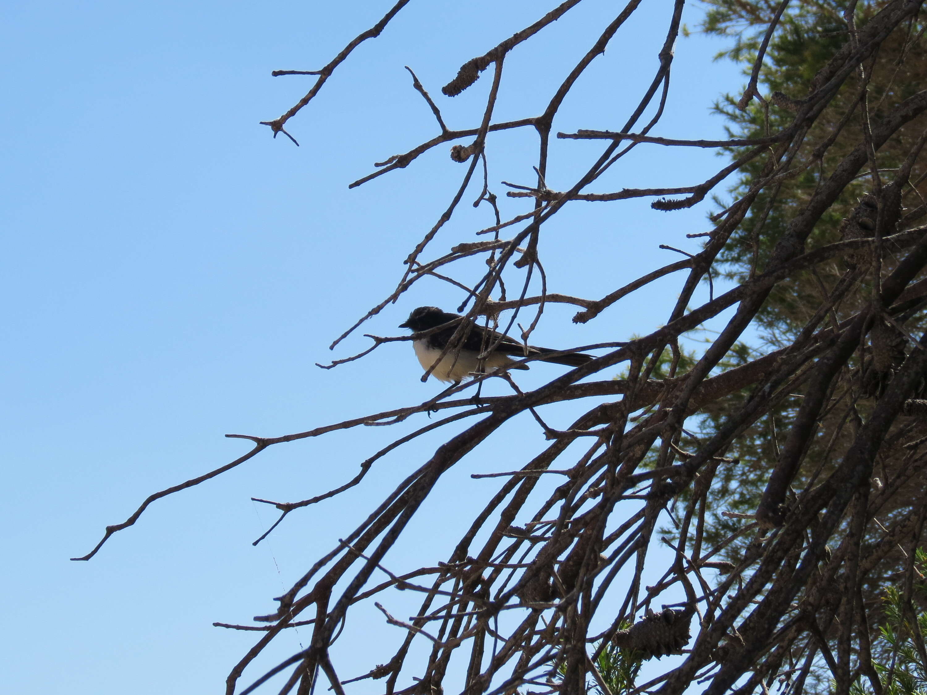 Image of Willie Wagtail