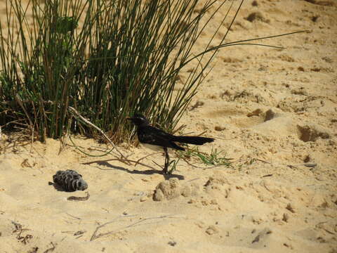 Image of Willie Wagtail