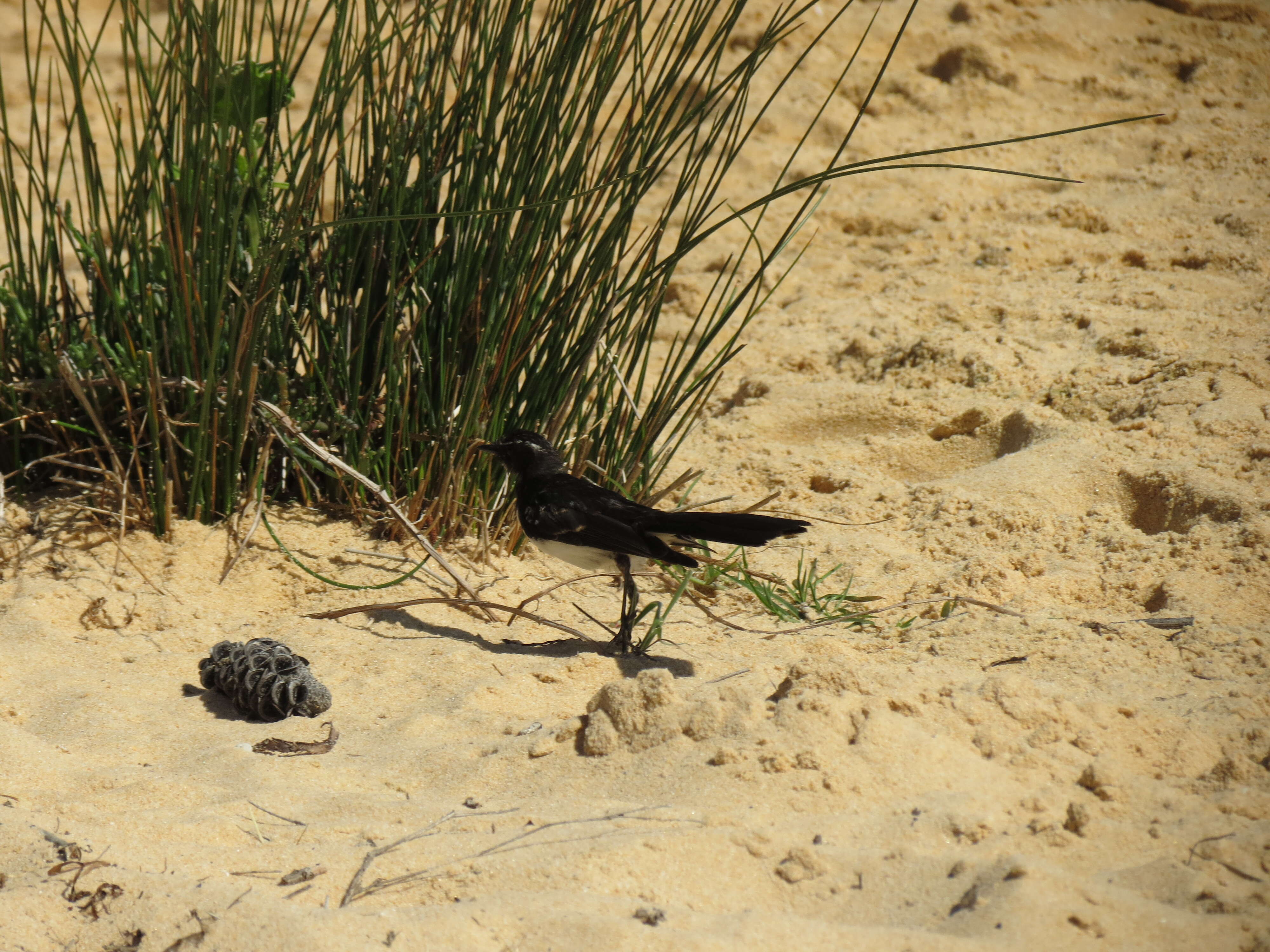 Image de Rhipidure hochequeue