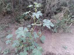 Image of cluster mallow