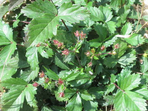 Imagem de Potentilla fragarioides L.