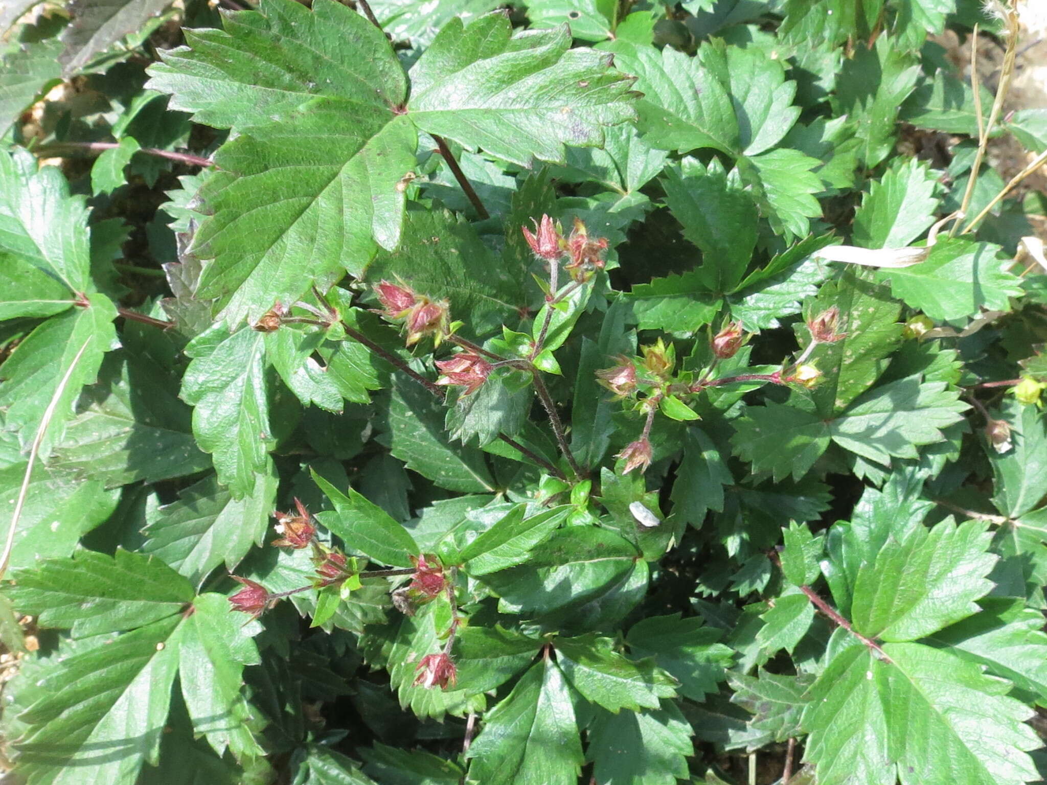 صورة Potentilla fragarioides L.