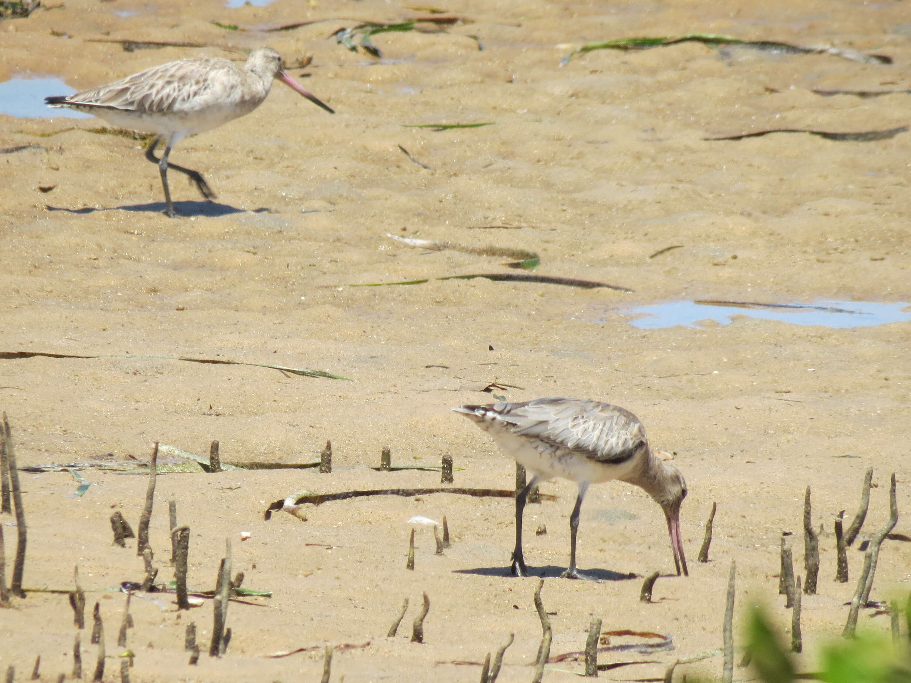 Image of Bar-tailed Godwit