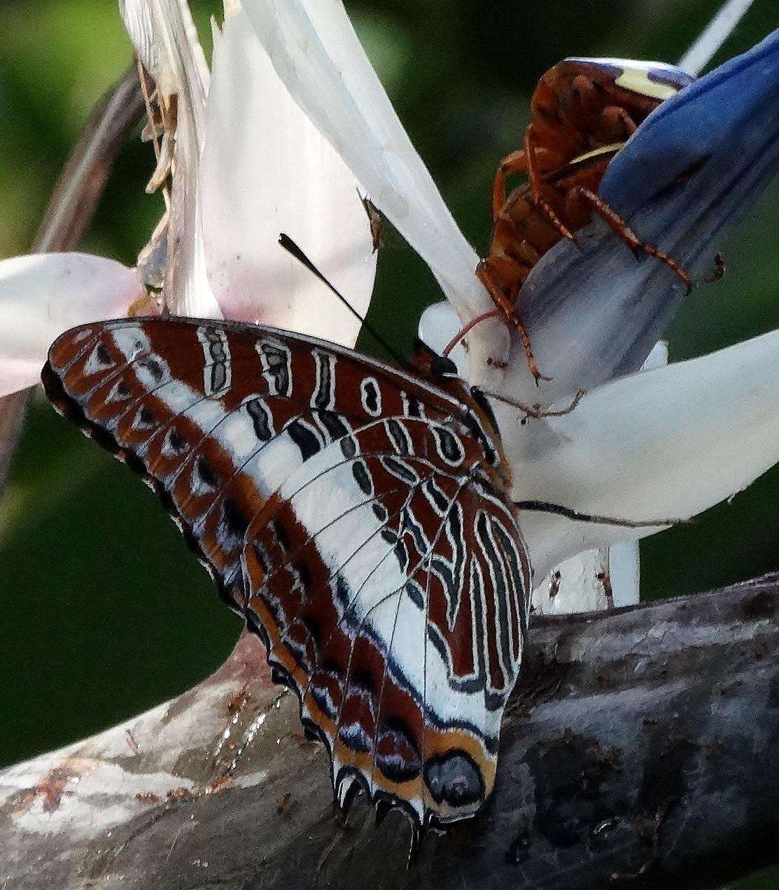 Charaxes brutus natalensis Staudinger 1886的圖片