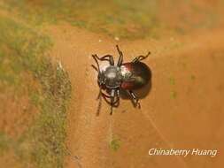 Слика од <i>Plamius quadrinotatus</i> (Pic 1925)