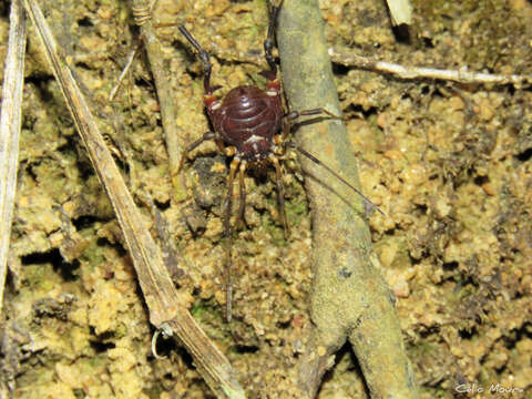 Image de Parapachyloides Roewer 1913