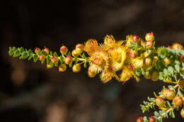 Image de Verticordia chrysostachys Meissn.