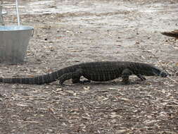 Image of Lace Monitor