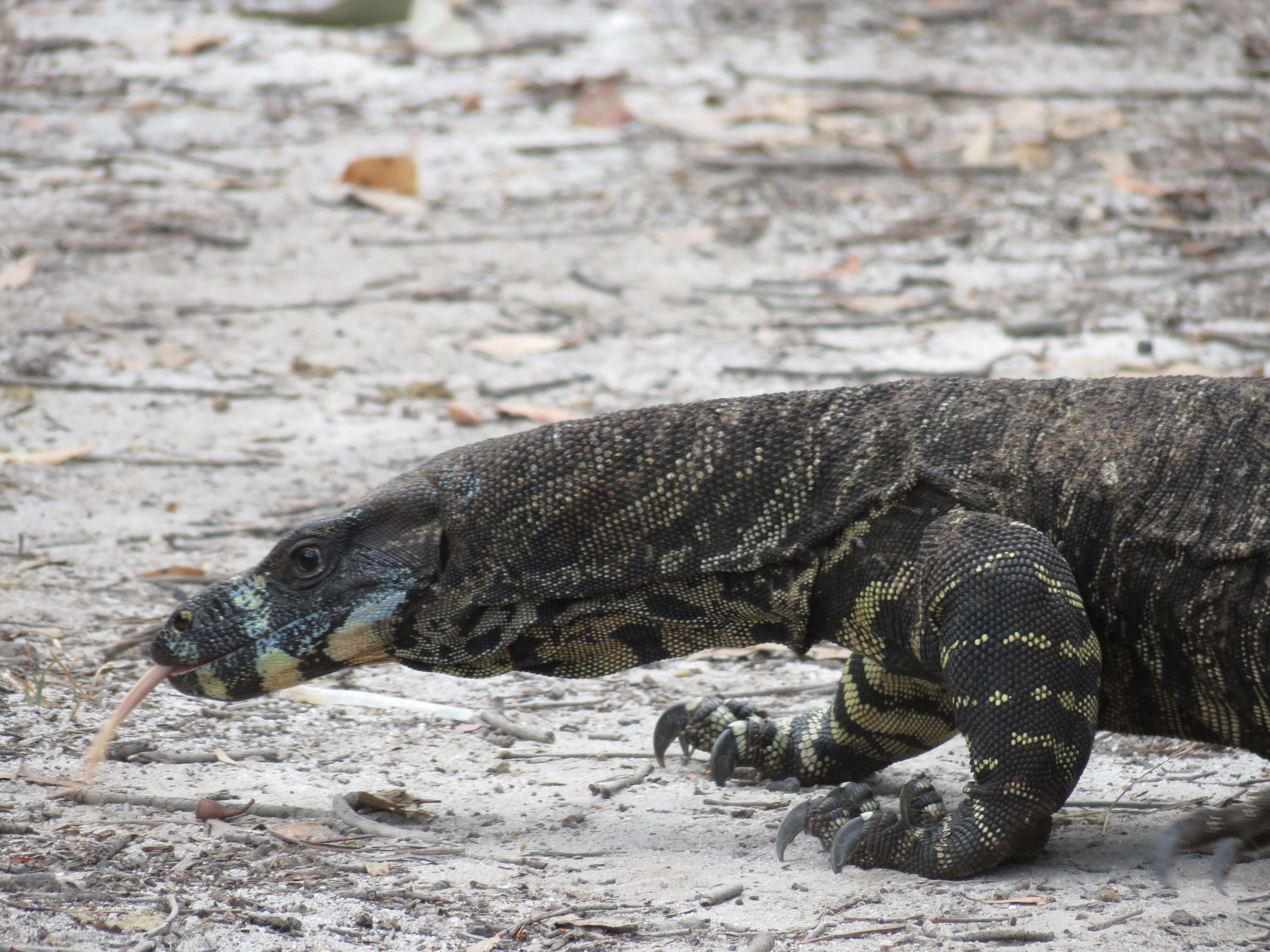 Image of Lace Monitor