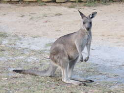 Image of kangaroo