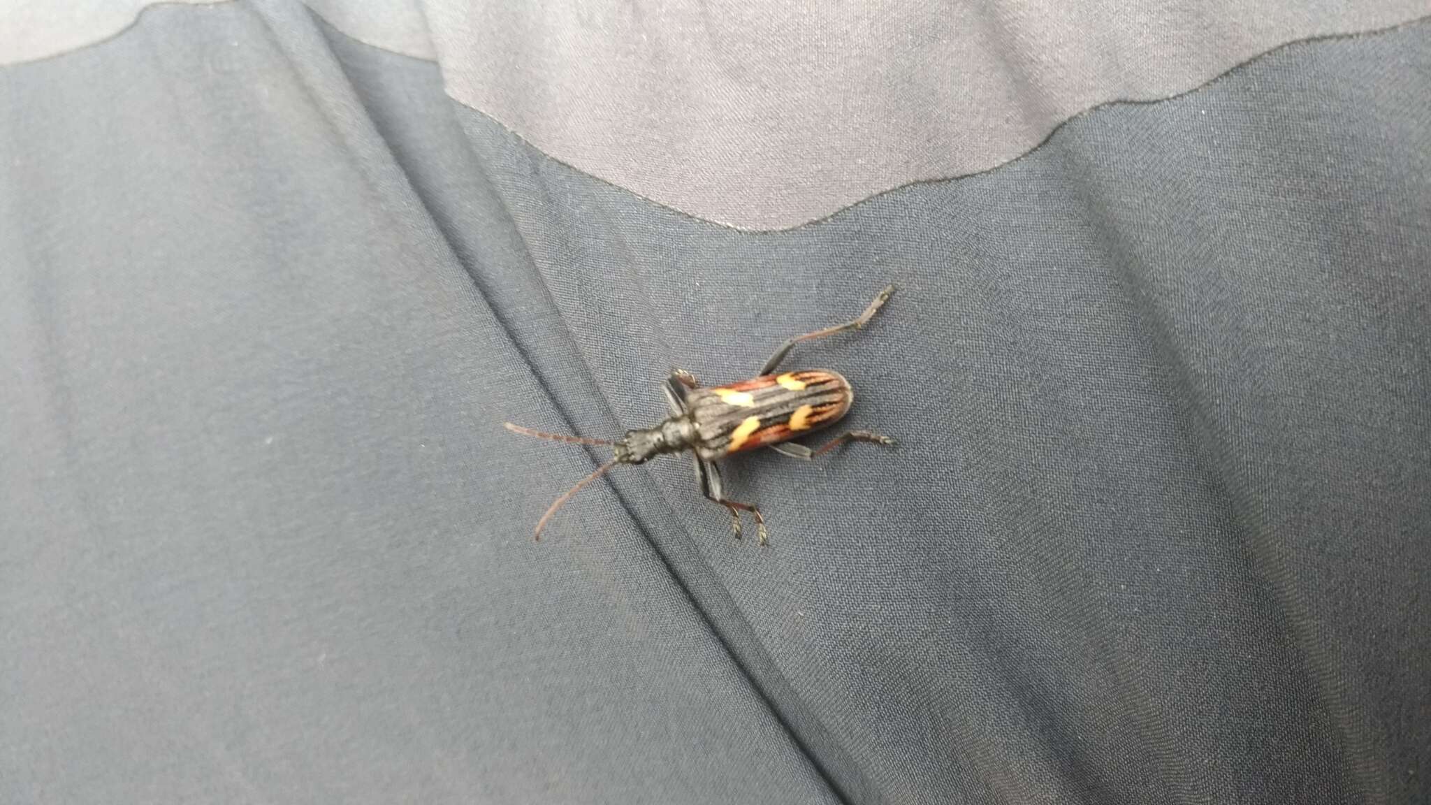 Image of Two-banded longhorn beetle