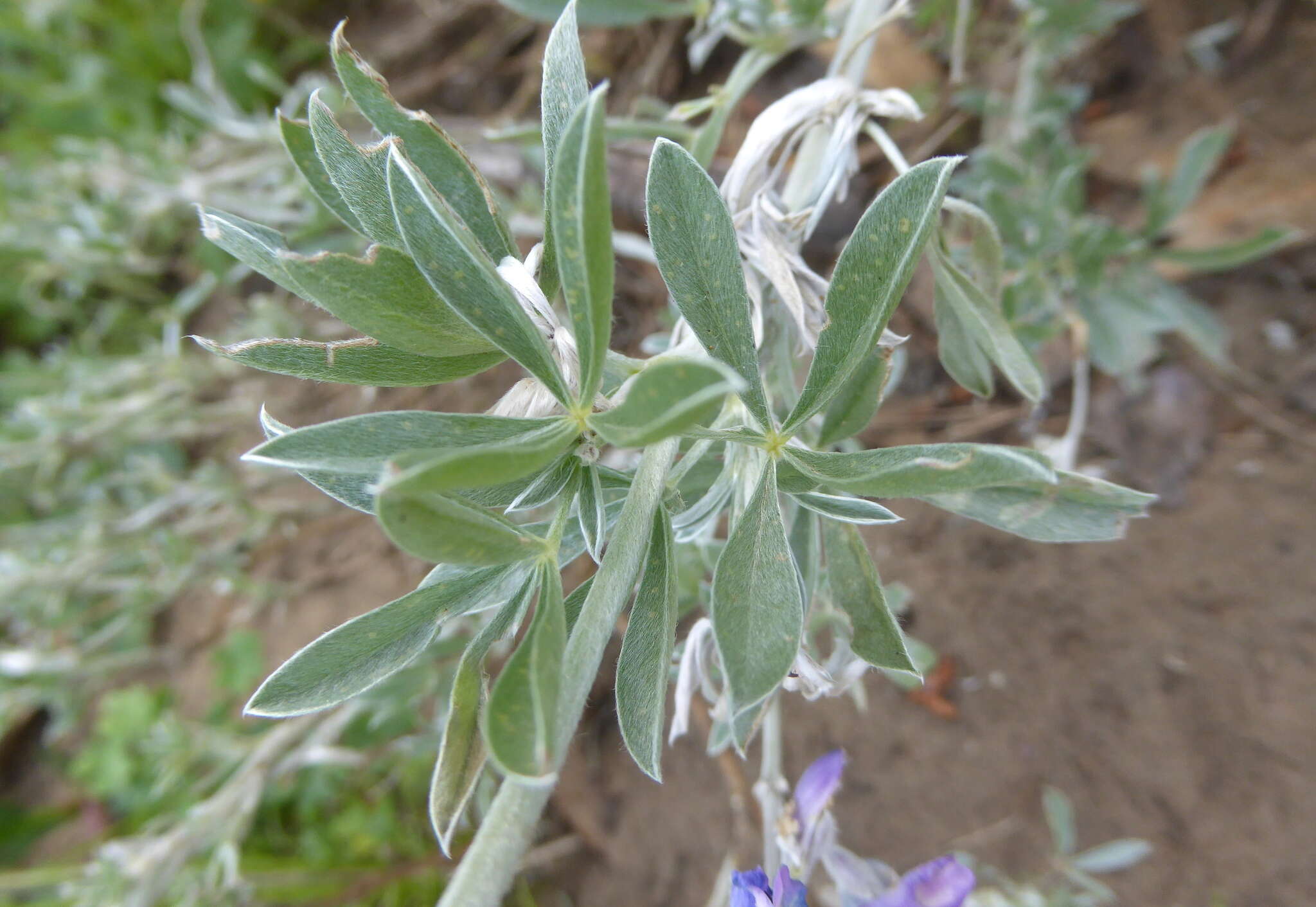 Image of Chamisso bush lupine