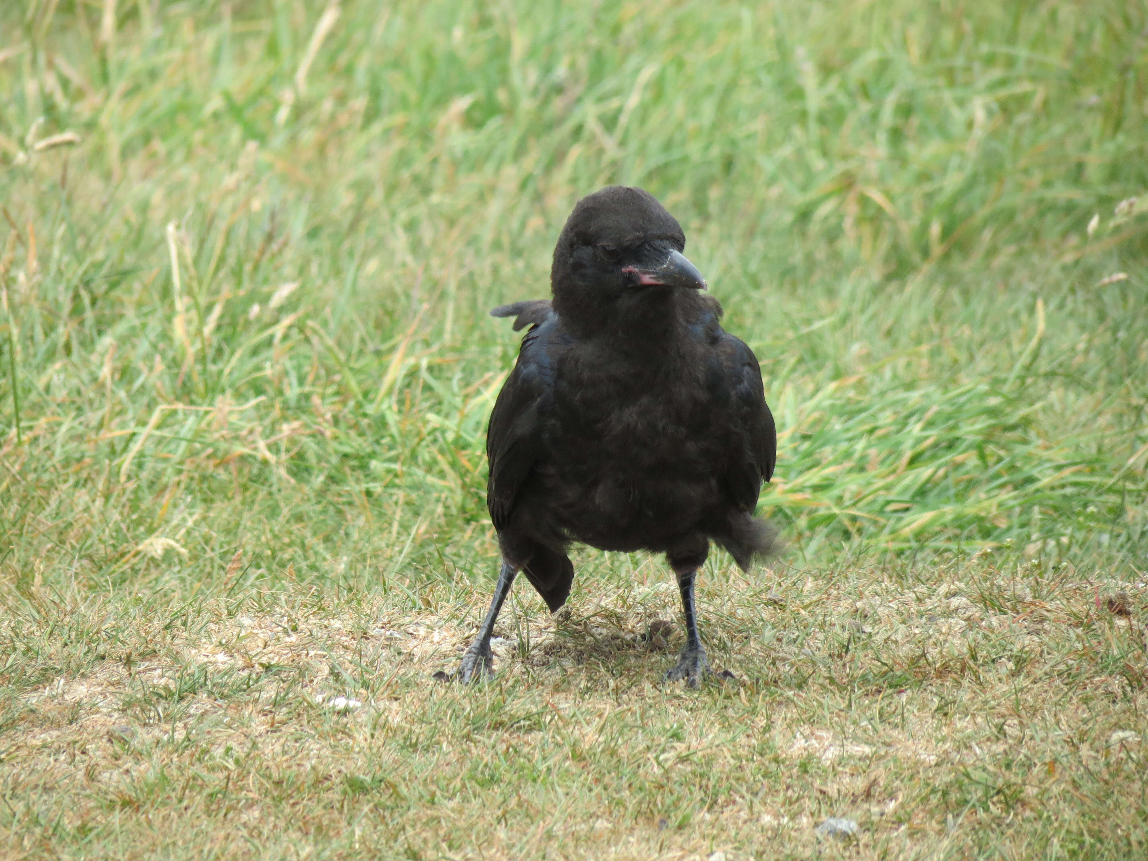 Image of Little Raven