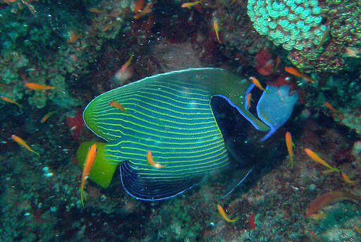 Image of Angelfish