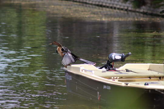 Plancia ëd Anhinga anhinga leucogaster (Vieillot 1816)