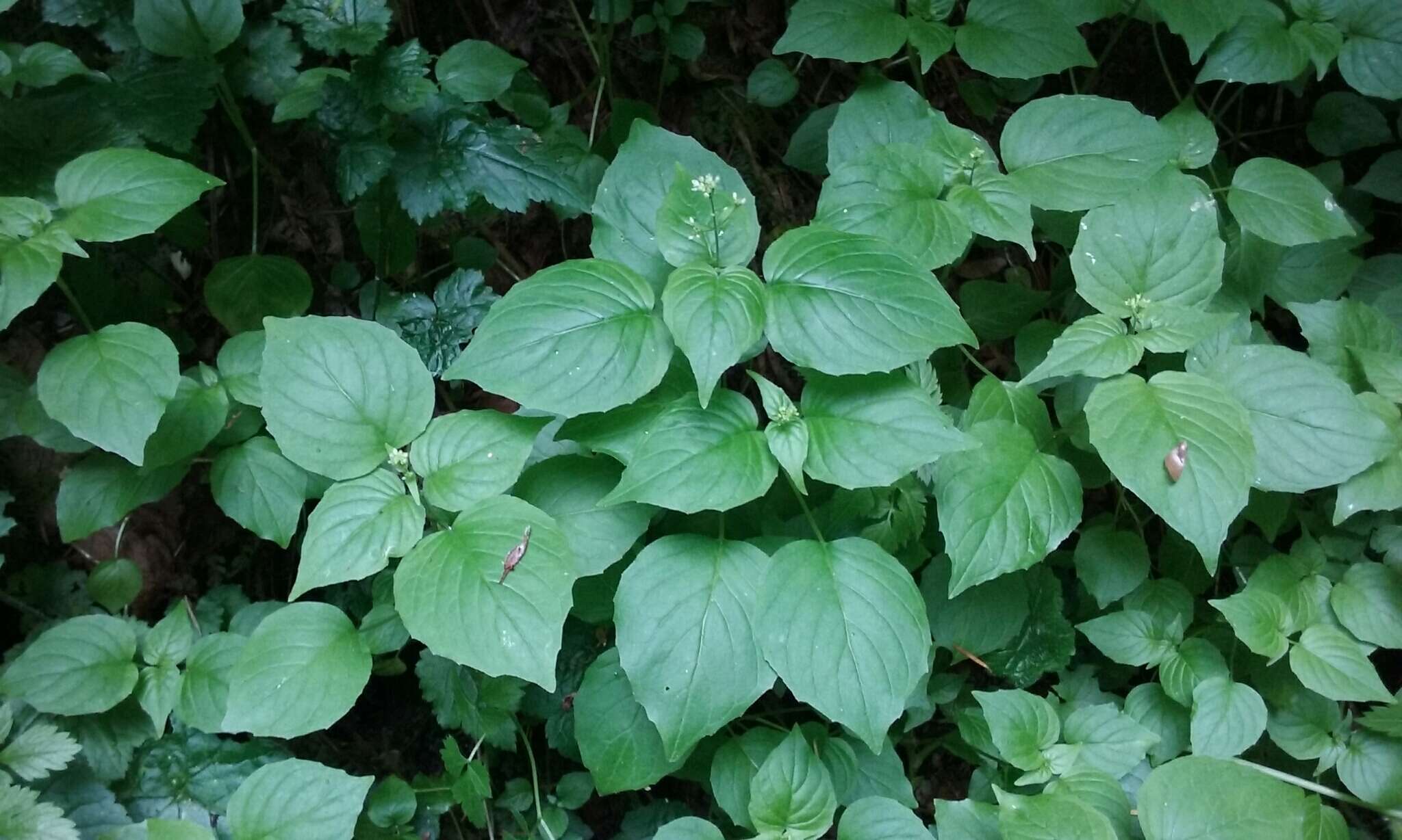 Image of Alpine enchanter’s-nightshade