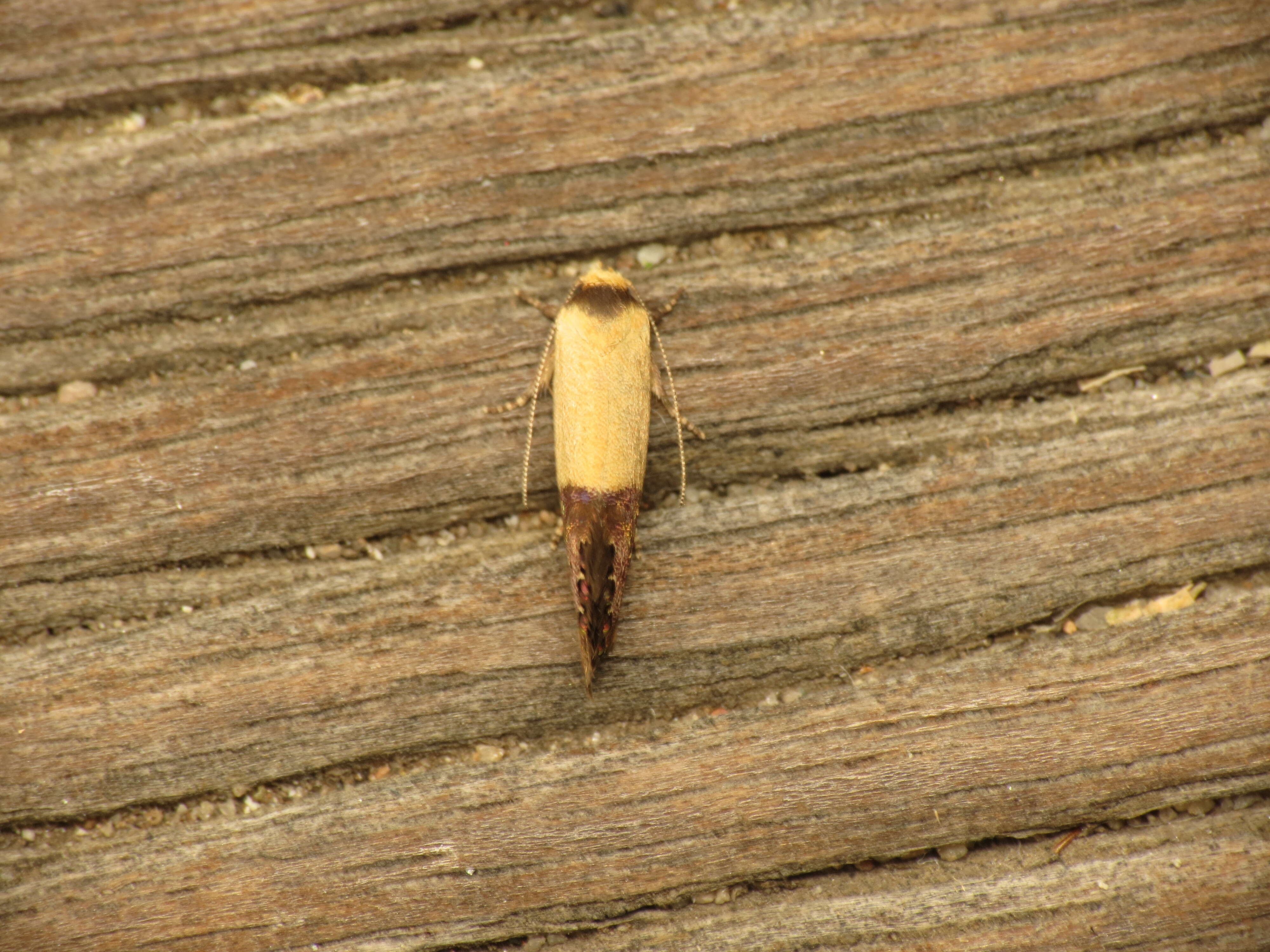 Image of Eupselia satrapella Meyrick 1880