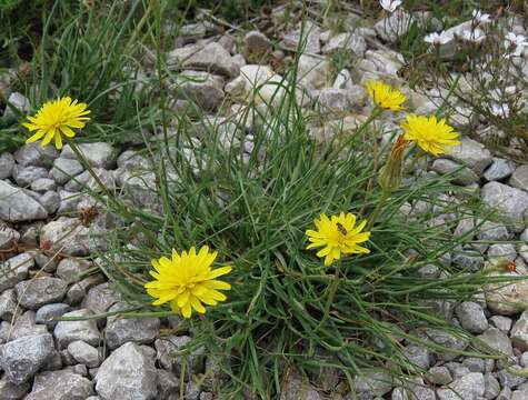 Image of Scorzonera villosa subsp. villosa