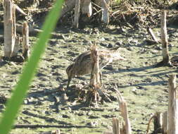 Imagem de Gallinago hardwickii (Gray & JE 1831)