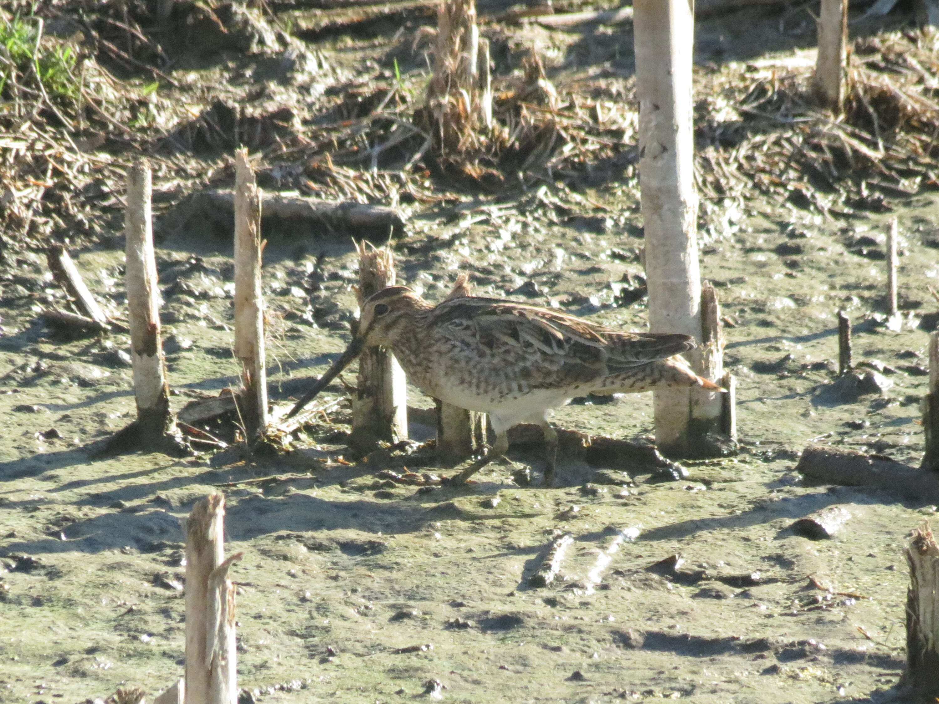 Imagem de Gallinago hardwickii (Gray & JE 1831)