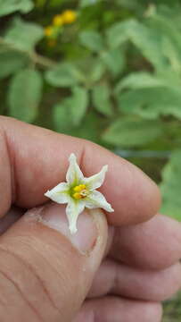 Image of potatotree