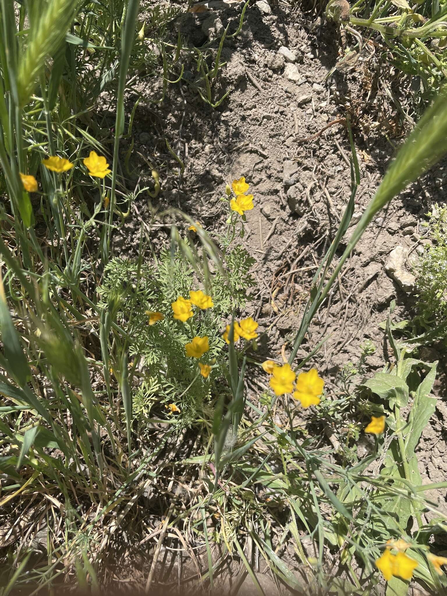 Image of Hypecoum procumbens L.