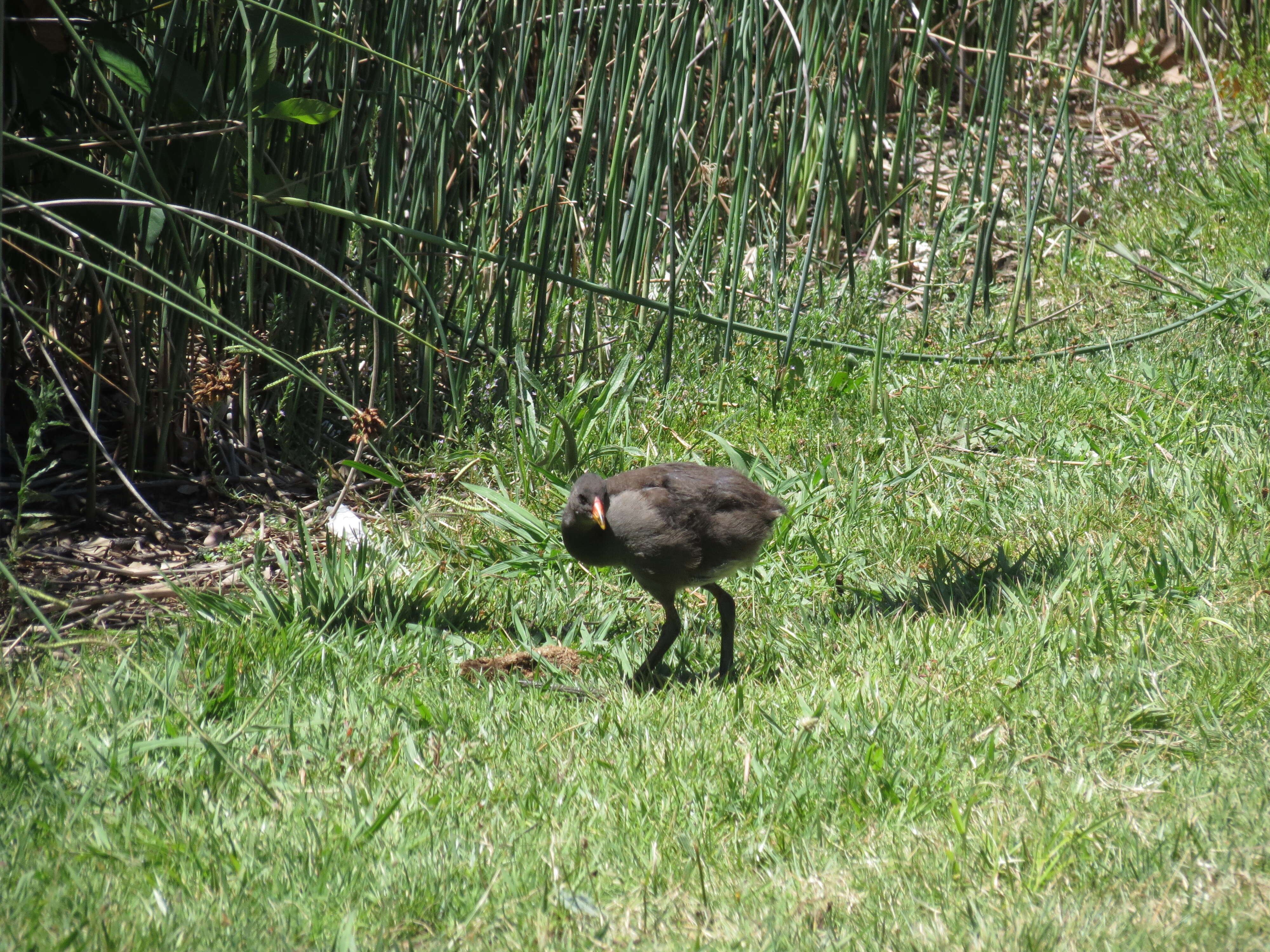 Image of Dusky Moorhen