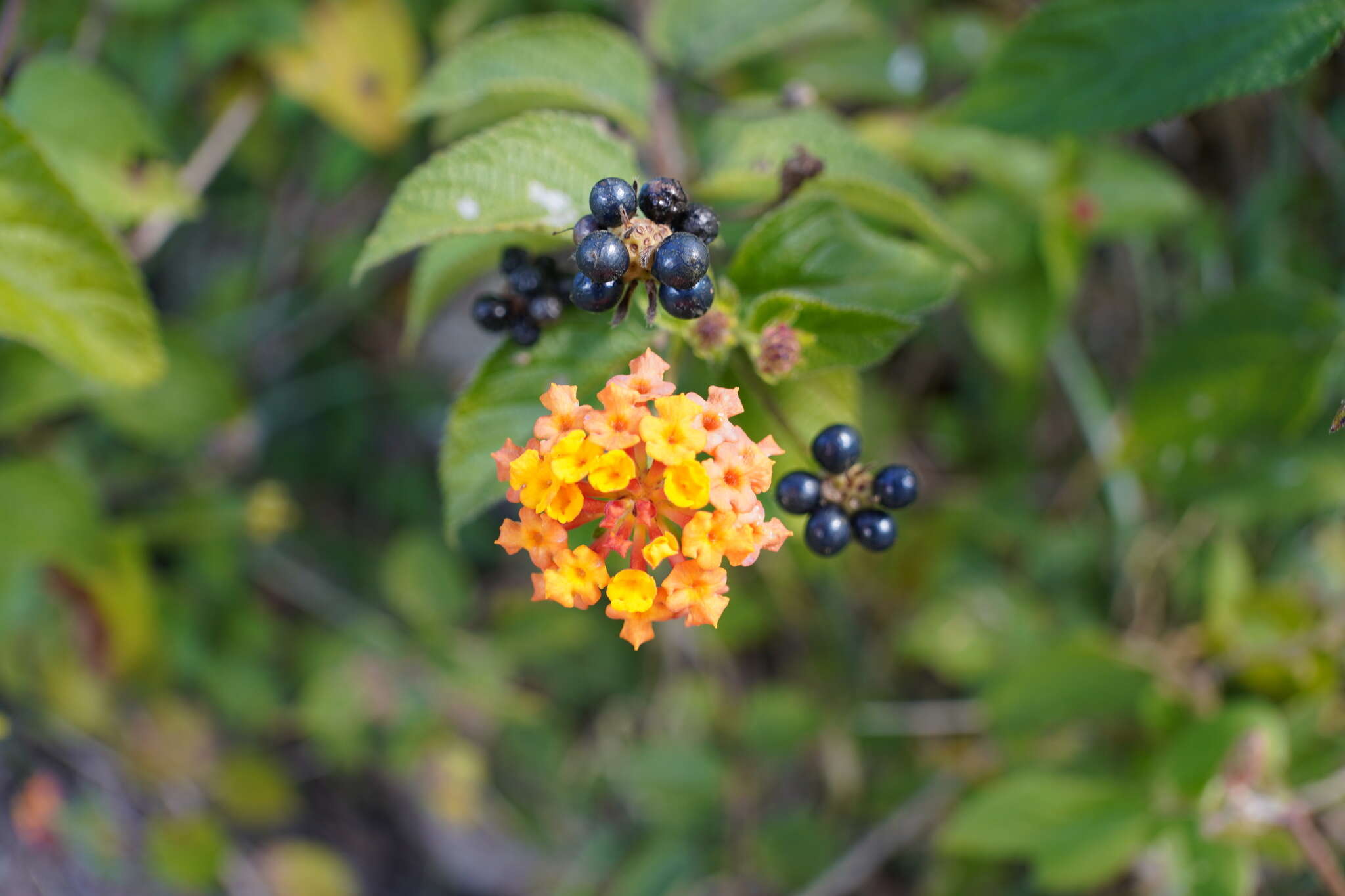 Image of Lantana camara subsp. aculeata (L.) R. W. Sanders