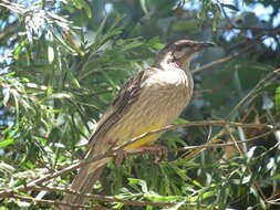 Image of Red Wattlebird