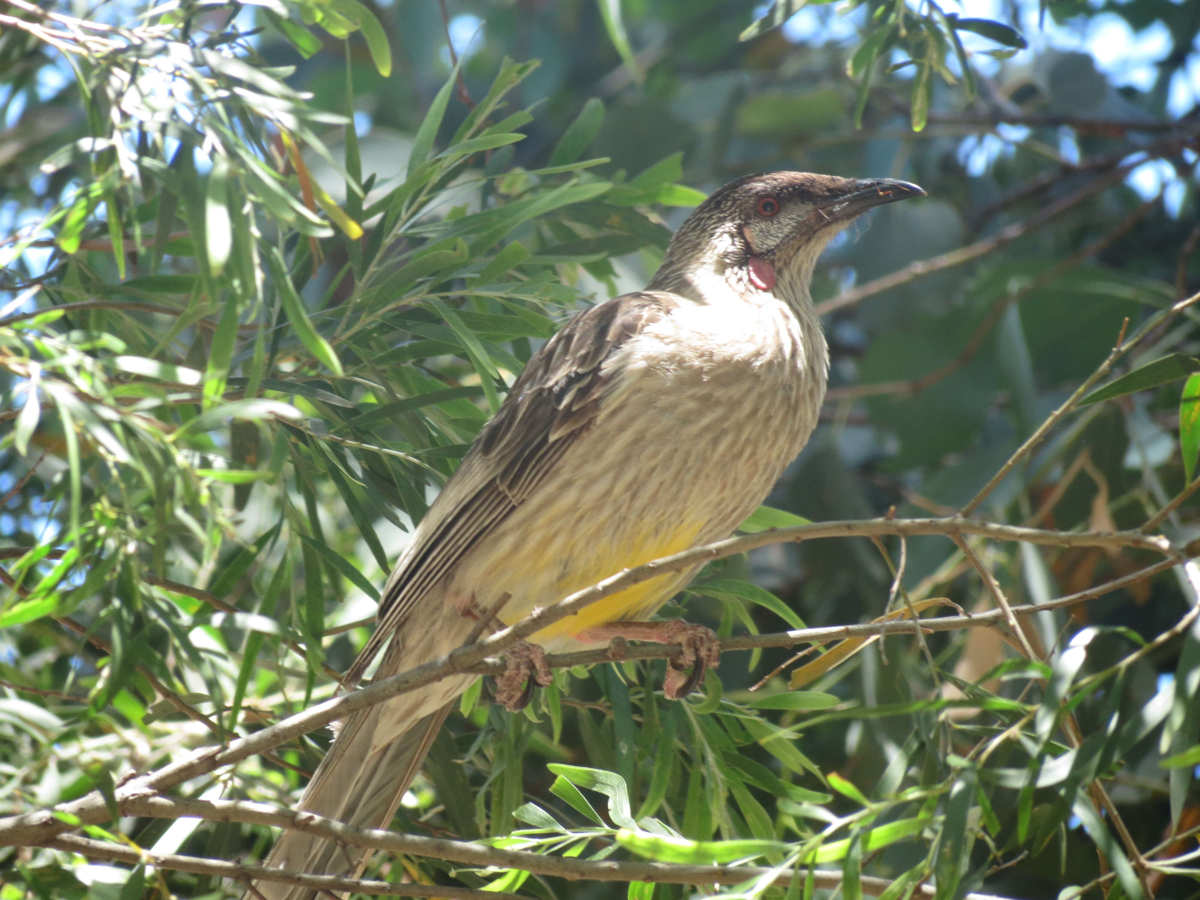 Image of Red Wattlebird