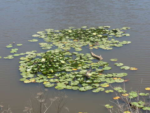 Image of yellow waterlily