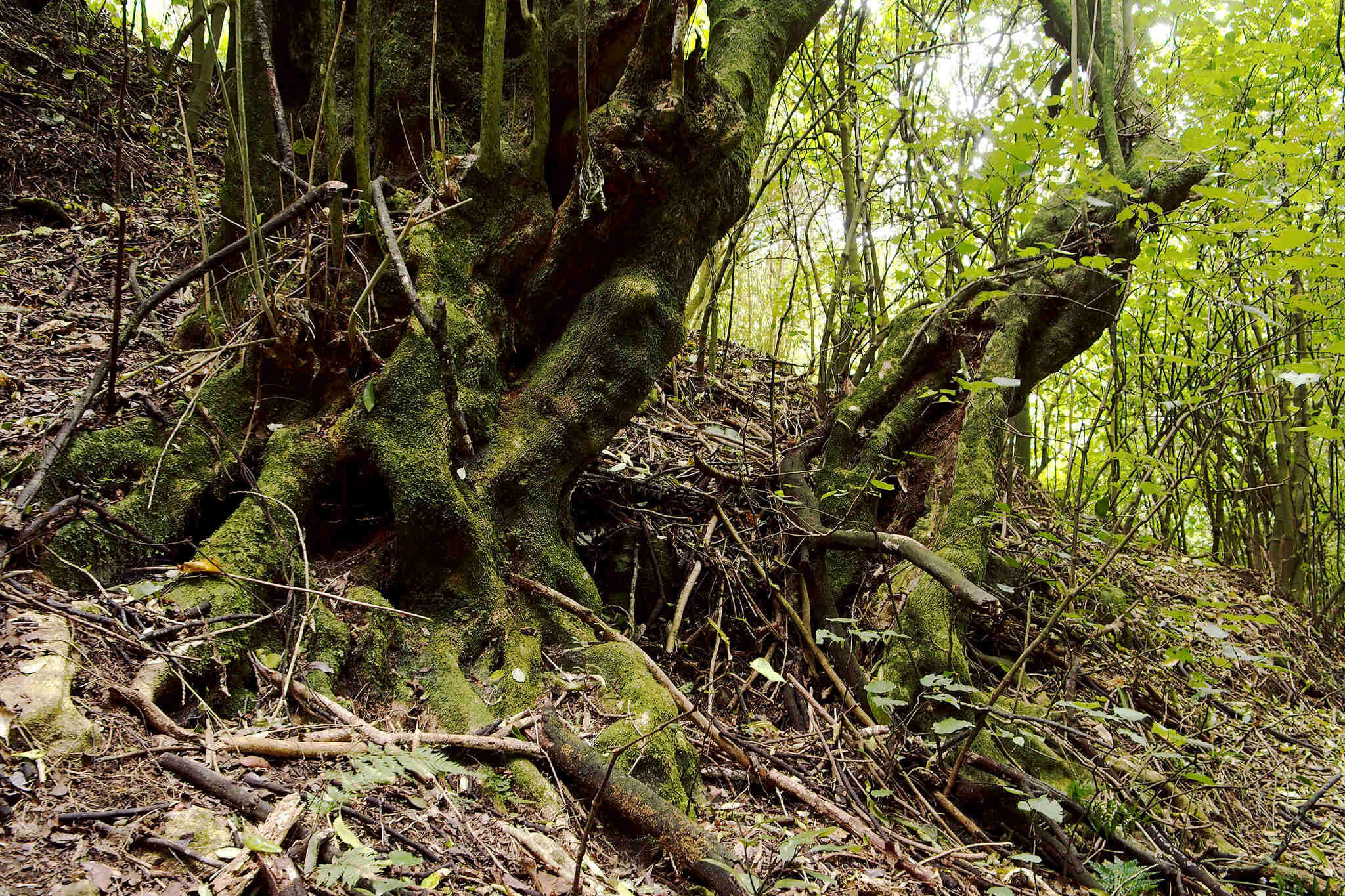 Image of Melicytus ramiflorus subsp. ramiflorus