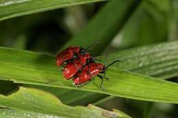 Image of Scarlet lily beetle