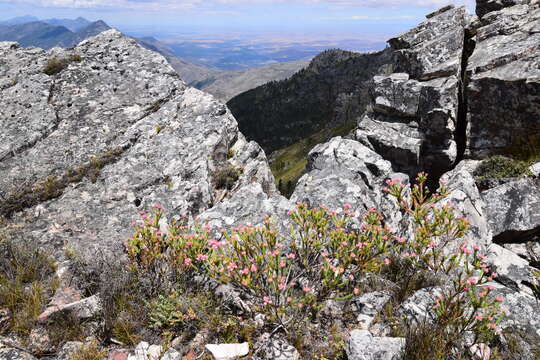 Image of Erica taxifolia