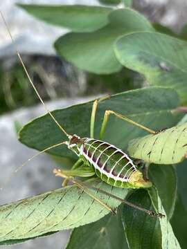 Image of Chestnut Short-wing Katydid