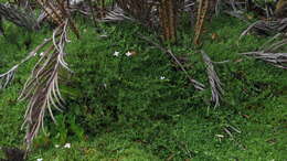 Image of Arcytophyllum muticum (Wedd.) Standl.