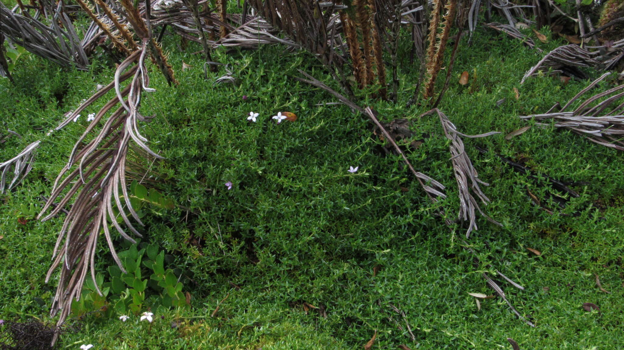 Image of Arcytophyllum muticum (Wedd.) Standl.