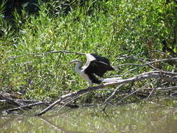 Plancia ëd Anhinga novaehollandiae (Gould 1847)