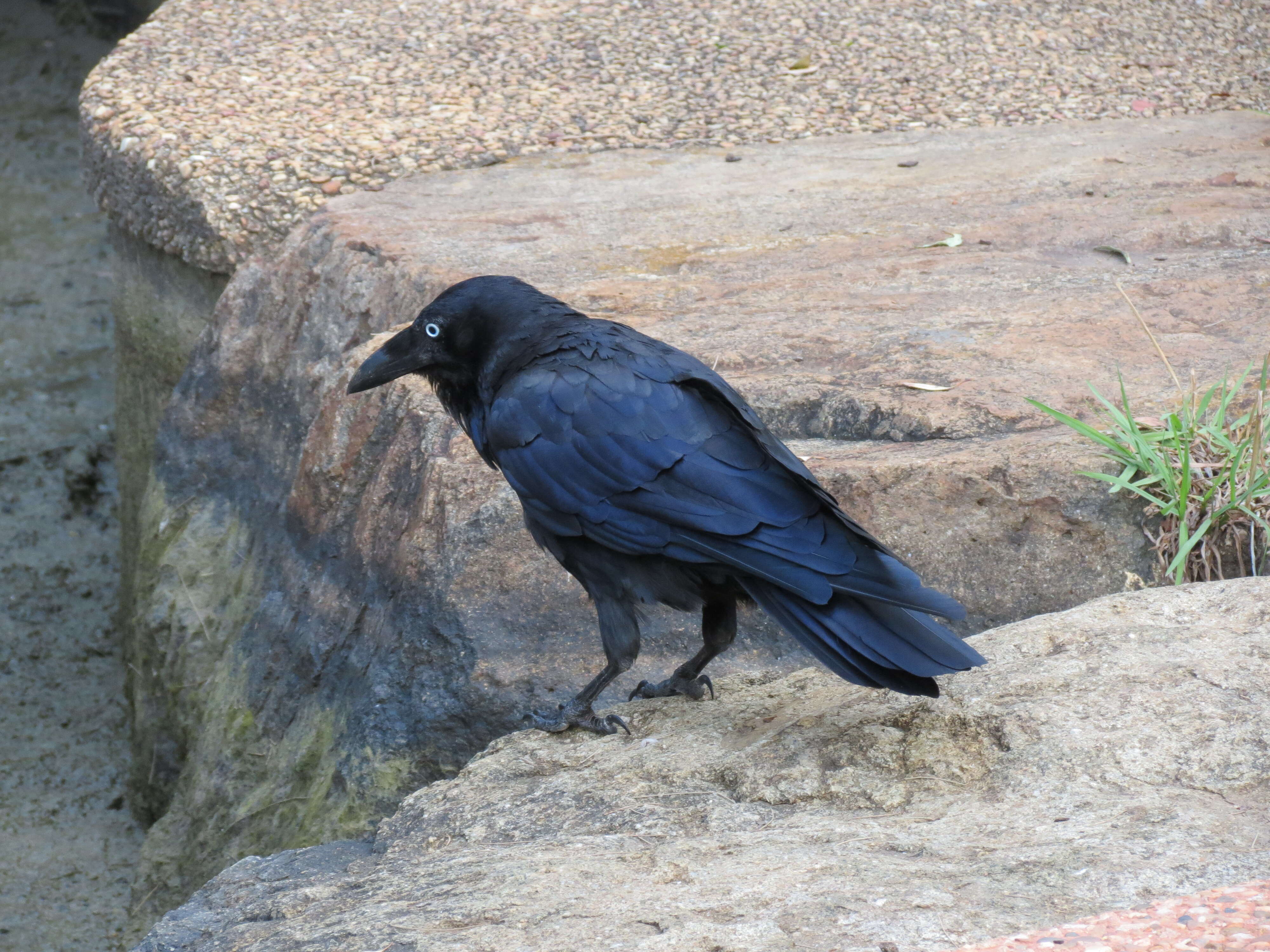 Imagem de Corvus coronoides Vigors & Horsfield 1827