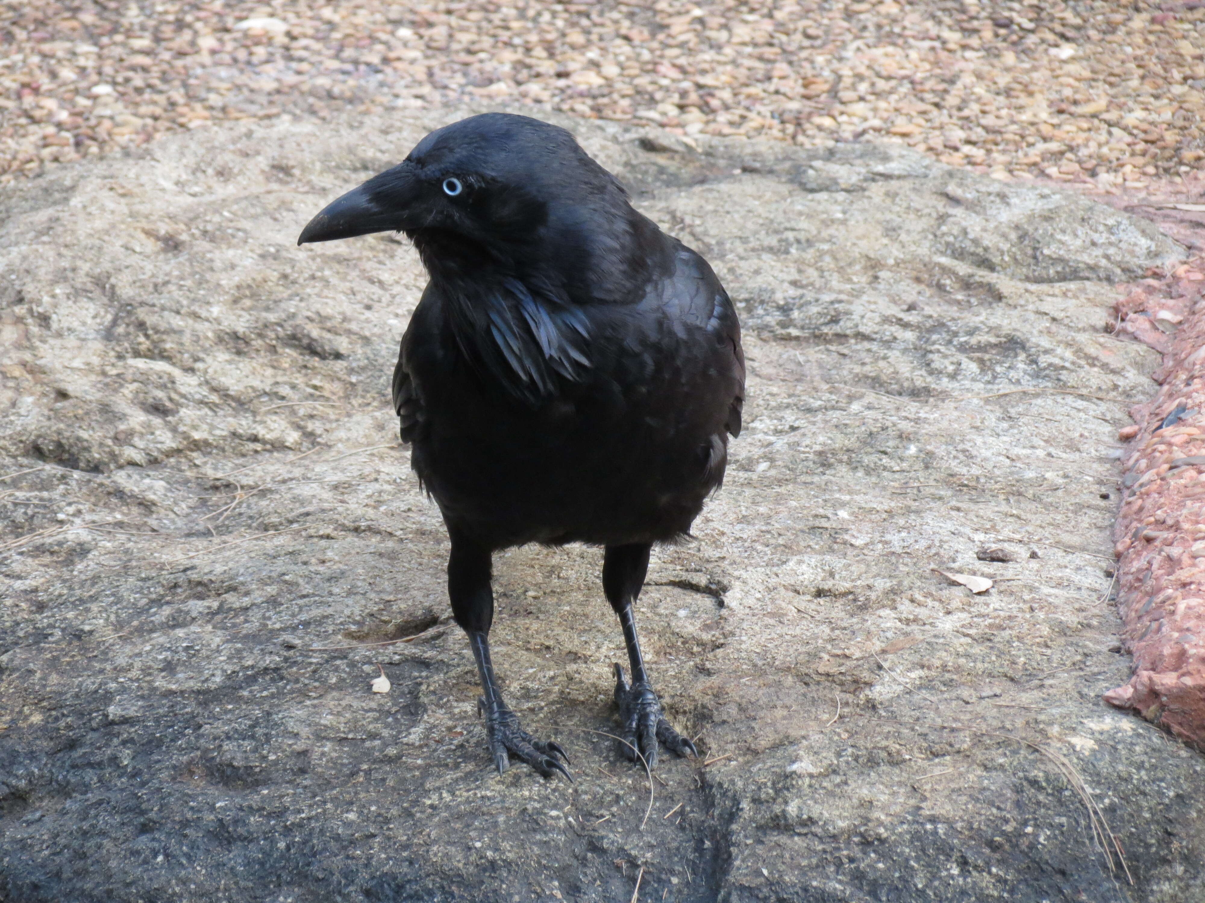 Слика од Corvus coronoides Vigors & Horsfield 1827