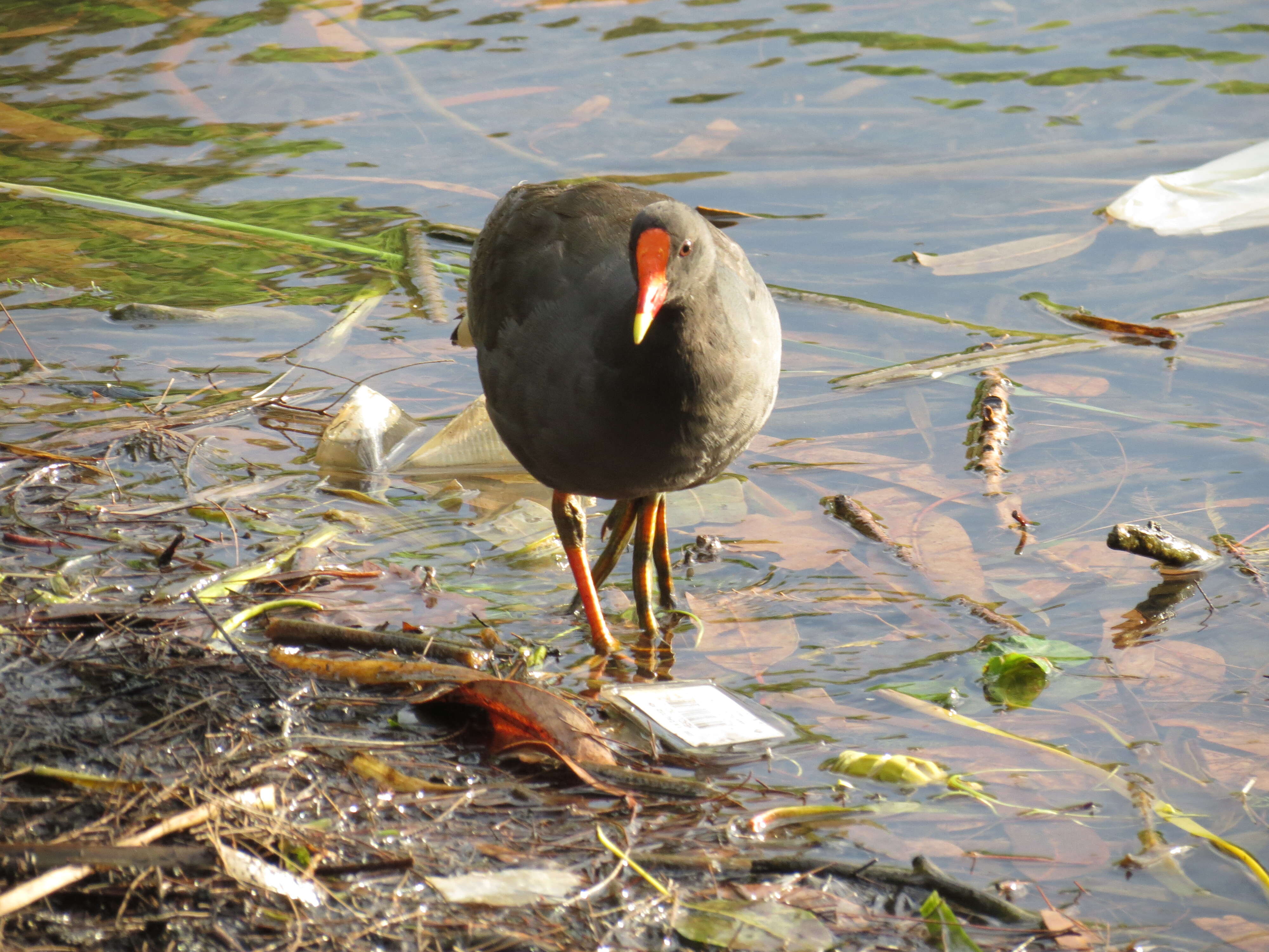 Plancia ëd Gallinula tenebrosa Gould 1846