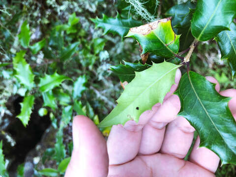 Image of holly osmanthus