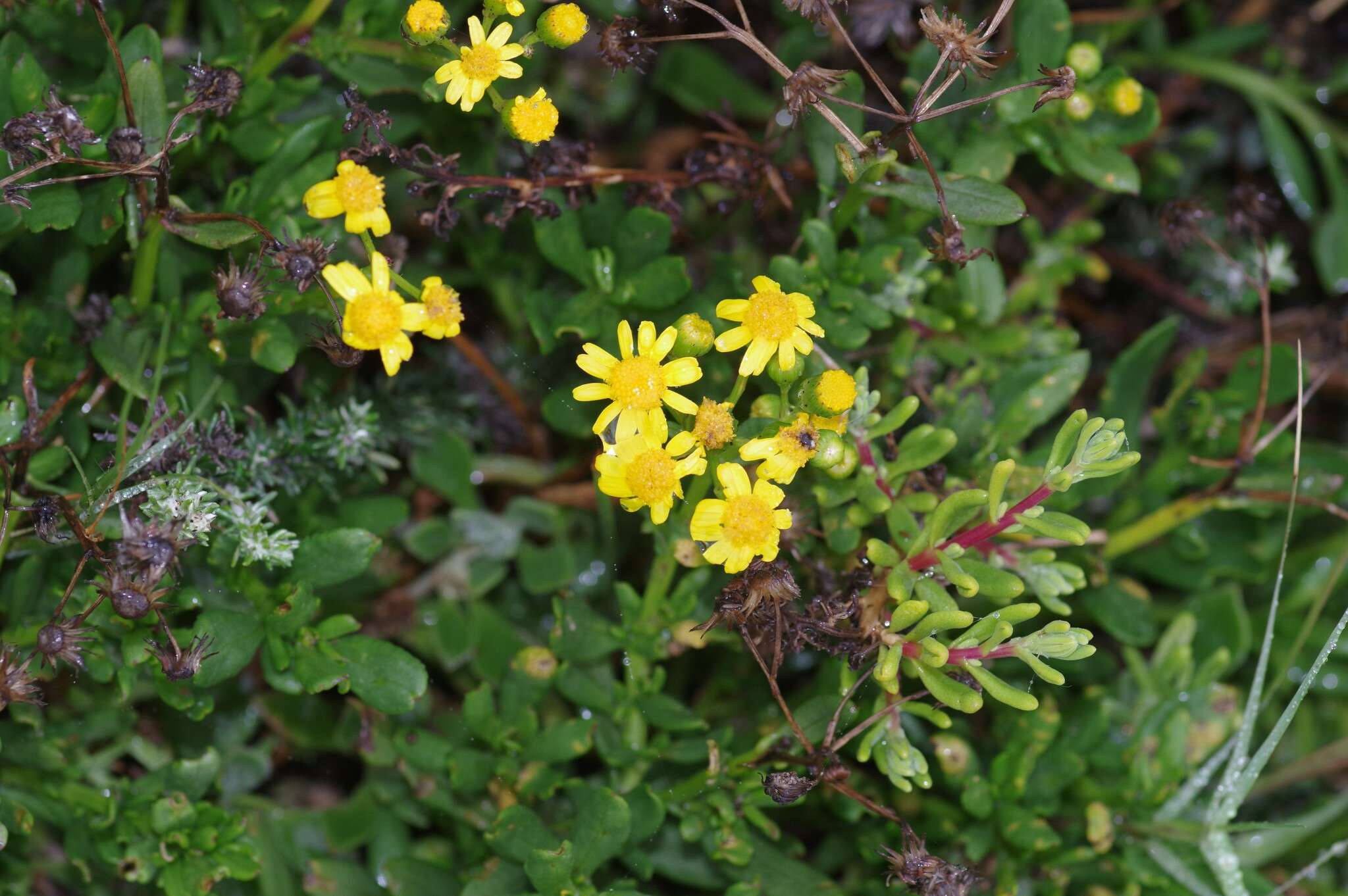 Imagem de Senecio litorosus Fourc.