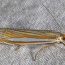 Crambus laqueatellus Clemens 1860 resmi