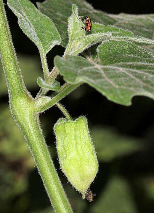 Image of Peruvian groundcherry